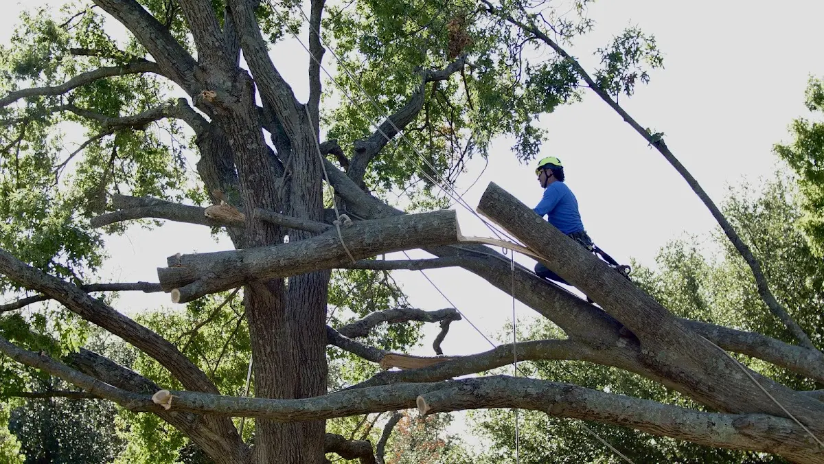 Professional Crown Thinning performed by certified arborists in Pequannock