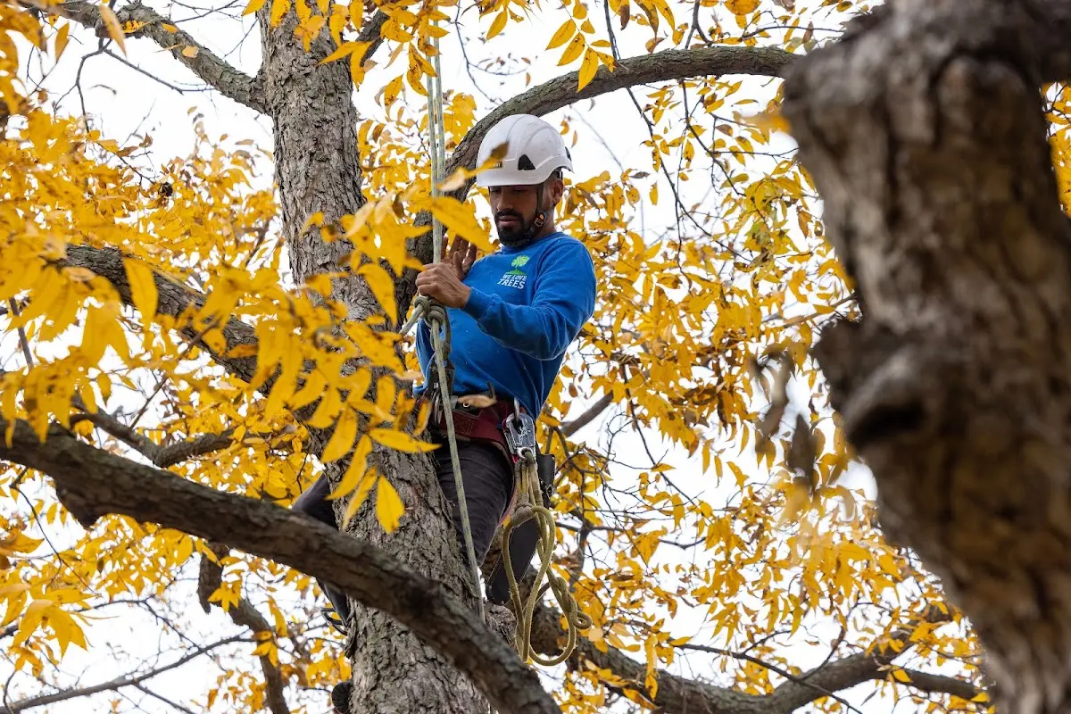 Skilled Tree Transplanting crew working in Pequannock